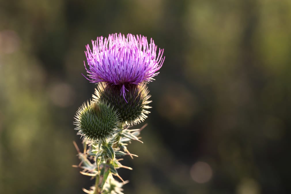Chiết xuất rễ ngưu bàng giúp kháng viêm, làm dịu da và hỗ trợ phục hồi