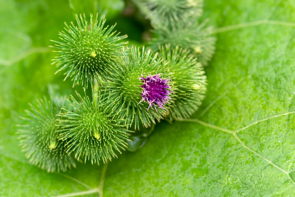 Cụm hoa ngưu bàng