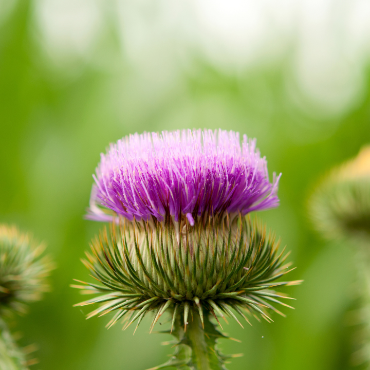 Burdock image Burdock image