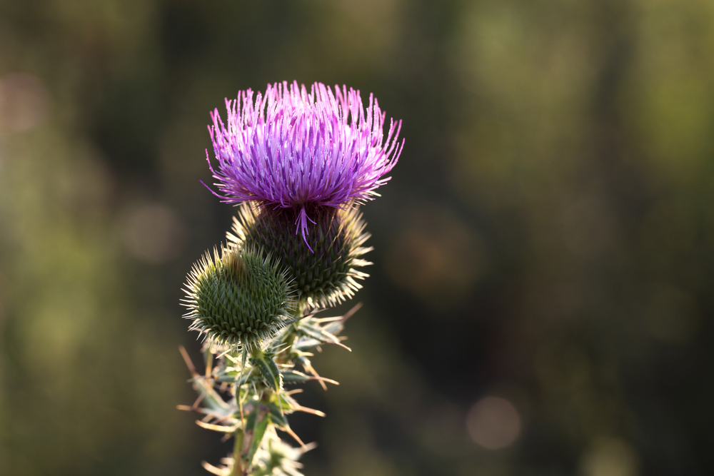 Chiết xuất ngưu bàng – làm dịu, giảm kích ứng, hỗ trợ phục hồi niêm mạc